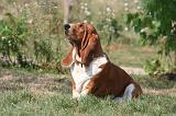 BASSET HOUND 185